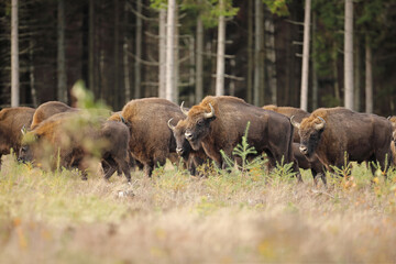Żubr (Bos bonasus), wisent © Bartosz Rakoczy