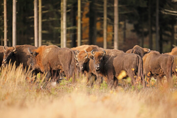 Żubr (Bos bonasus), wisent © Bartosz Rakoczy