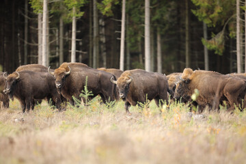 Żubr (Bos bonasus), wisent © Bartosz Rakoczy