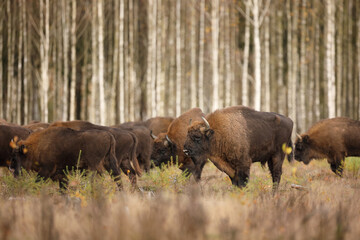 Żubr (Bos bonasus), wisent