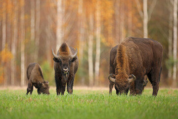 Żubr (Bos bonasus), wisent © Bartosz Rakoczy