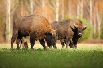 Żubr (Bos bonasus), wisent © Bartosz Rakoczy