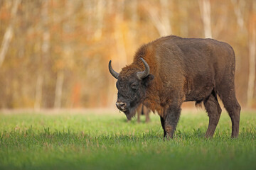 Żubr (Bos bonasus), wisent © Bartosz Rakoczy
