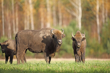 Żubr (Bos bonasus), wisent © Bartosz Rakoczy