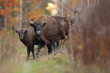 Żubr (Bos bonasus), wisent © Bartosz Rakoczy