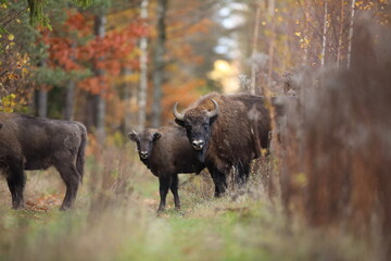 Żubr (Bos bonasus), wisent © Bartosz Rakoczy
