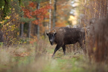 Żubr (Bos bonasus), wisent © Bartosz Rakoczy