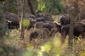 Żubr (Bos bonasus), wisent © Bartosz Rakoczy