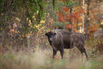 Żubr (Bos bonasus), wisent © Bartosz Rakoczy