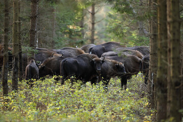 Żubr (Bos bonasus), wisent © Bartosz Rakoczy