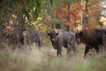 Żubr (Bos bonasus), wisent © Bartosz Rakoczy