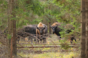 Żubr (Bos bonasus), wisent © Bartosz Rakoczy
