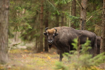 Żubr (Bos bonasus), wisent © Bartosz Rakoczy
