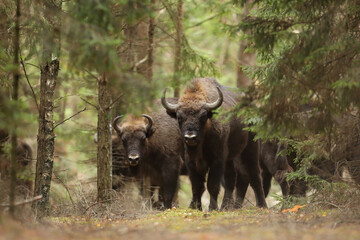 Żubr (Bos bonasus), wisent © Bartosz Rakoczy