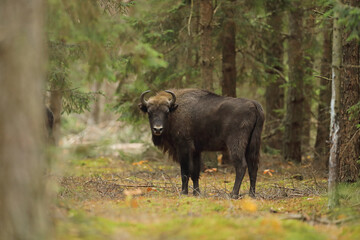 Żubr (Bos bonasus), wisent © Bartosz Rakoczy