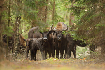 Żubr (Bos bonasus), wisent © Bartosz Rakoczy