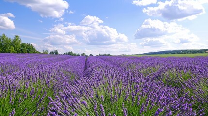 Expansive Lavender Fields in Full Bloom under a Blue Sky