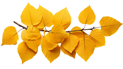Golden Autumn Leaves Vibrant Yellow Foliage, Natural Beauty for Fall Season Themes, isolated on transparent background.