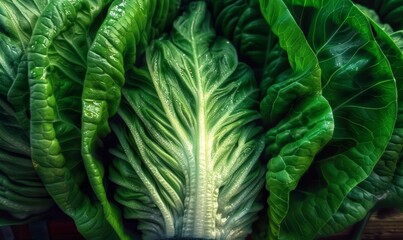 Obraz premium Close-up of Fresh Green Leafy Vegetables