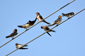 Swallows (Hirundo) are sitting on the wires