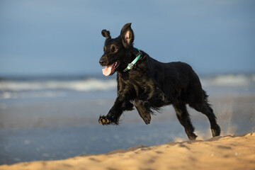 happy black flat coated retriever dog running on the beach