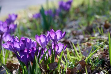 Fotobehang Krokus crocus Flower Record with backlight between the grass and autumn leaves  © H.A.Colijn