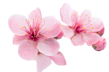 Blooming peach flowers on twig on white or transparent background