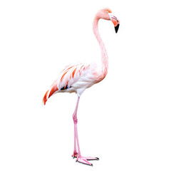 Fototapeta premium Flamingo isolated on transparent background