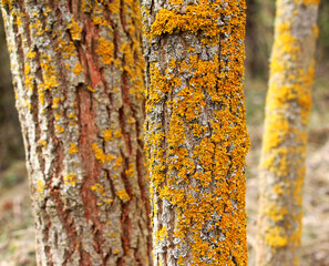 The lichen Xanthoria parietina grows on the bark of a tree.