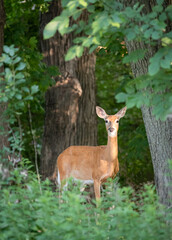Alert white tail deer in woods