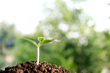 Home growth small vegetable sprout