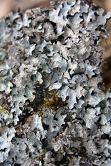 Parmelia sulcata is a species of lichen of the genus Parmelia (Parmelia) of the Parmeliaceae family.