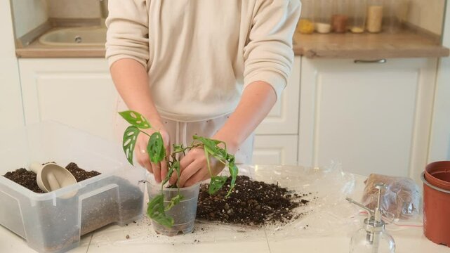 A woman transplants a Monstera adansonii plant into a pot and fills it with earth from a scoop. An adult woman enjoys caring for her potted flowers, changing soil and ensuring healthy growth.