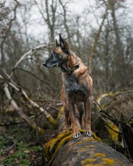 Belgian Malinois on Mossy Log in Forest