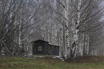 Hunters' lodge in a birch grove in mid-May