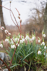 Snowdrops in a flowerpot with pussy willows