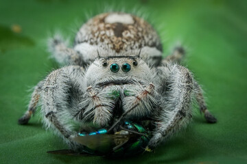 spider on the ground