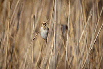 On a sunny spring day, a female common reed bunting holds on to a dry reed and looks toward the camera lens.