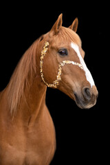 Obraz premium golden horse