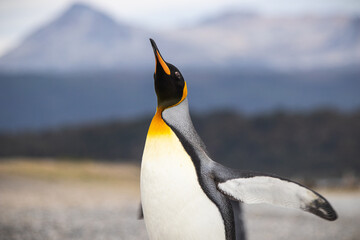 King penguin in Isla Martillo, Ushuaia, Argentina (Aptenodytes patagonicus)