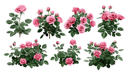 Beautiful pink roses, lush green leaves, floral vector design, rose bouquet, elegant flowers, nature background, romantic roses, blooming roses, vibrant flowers, green leaves, garden roses