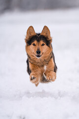 snow dog