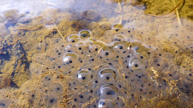 Egg laying of the Common Frog (Rana temporaria) at the port of Estacas de Trueba. Las Machorras. Pasiegos Valleys. Burgos. Castile and Leon. Spain. Europe