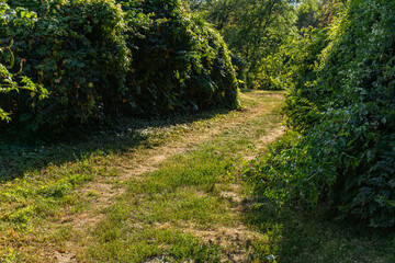 Sunlit dirt path surrounded by lush green bushes and dense vegetation, leading into a forested area. Natural outdoor scenery ideal for backgrounds, travel, and nature concepts.