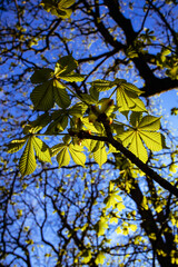 Fresh green horse chestnut leaves illuminated by sunlight against a deep blue sky with dark tree branches.