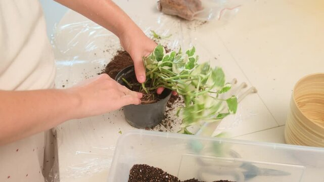 A woman transplants Epipremnum aureum N'Joy plants into a pot and fills it with earth from a scoop. An adult can find a peaceful retreat by planting and nurturing houseplants at home
