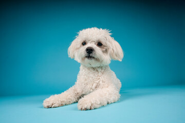 small white dog in photostudio