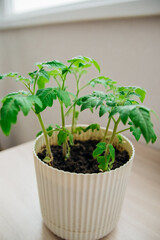 Growing tomatoes indoors. Homemade vegetables on the balcony. Home and space landscaping technologies. Seedlings in pots.