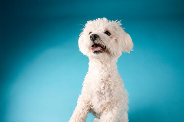 small white dog in photostudio