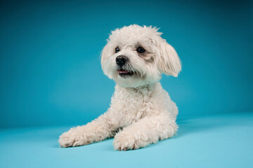 small white dog in photostudio
